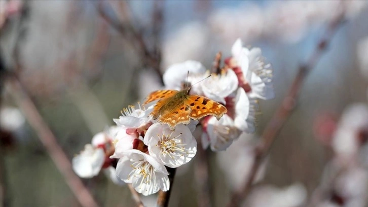 Edirne ve Kırklareli'nde bazı meyve ağaçları erken çiçek açtı
