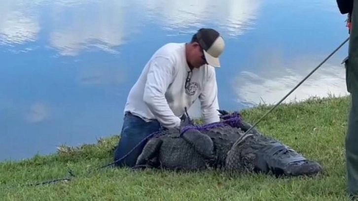 Florida'da köpeğini gezdiren kadın, timsah saldırısında hayatını kaybetti