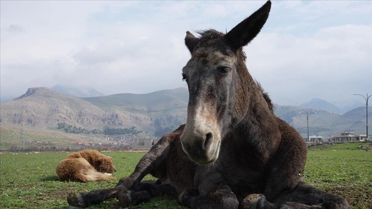 Irak’ta sakat katırı koruyan köpeğin dostluğu görenleri gülümsetiyor