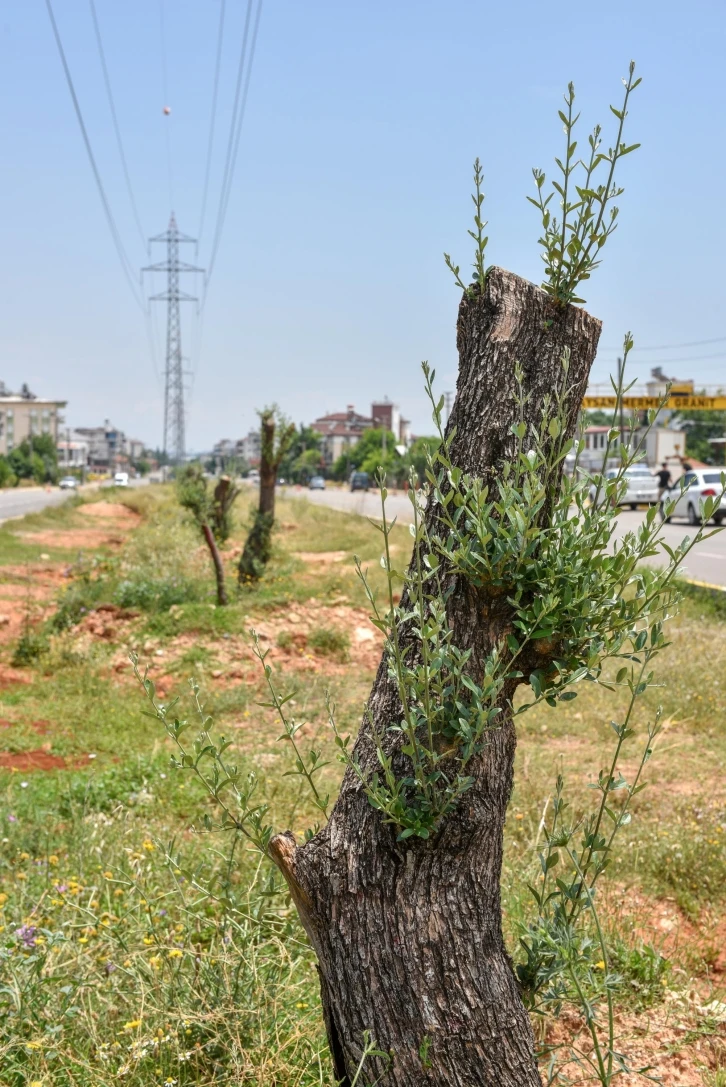 Kepez kocaman bir zeytin bahçesi oluyor