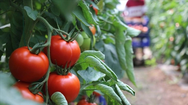 Burdur'un yayla domatesi yurt dışında talep görüyor tarlada 7-10 lira (50-60 cent)