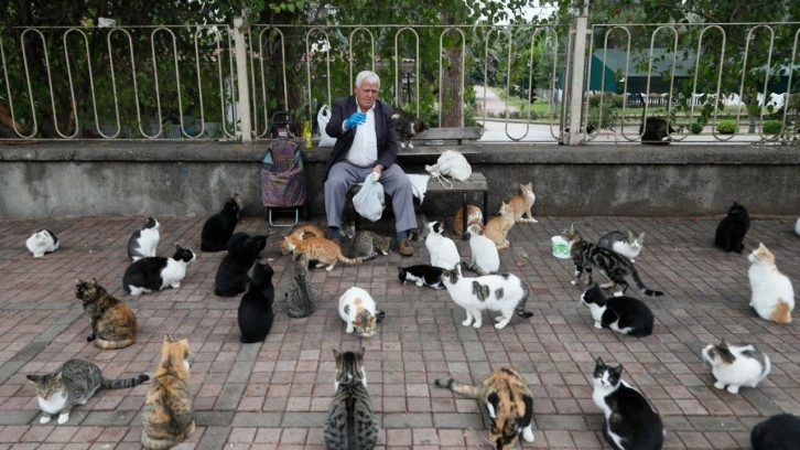 Park park gezip emekli maaşıyla 700 kediyi besliyor. Kedilerin babası, mama desteği bekliyor