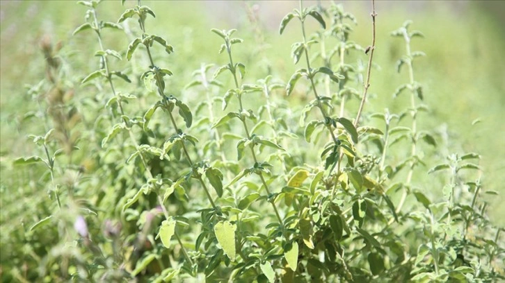 Tescillenen ada çayı "Uysal"ın 120 dönümlük alanda üretimine başlandı