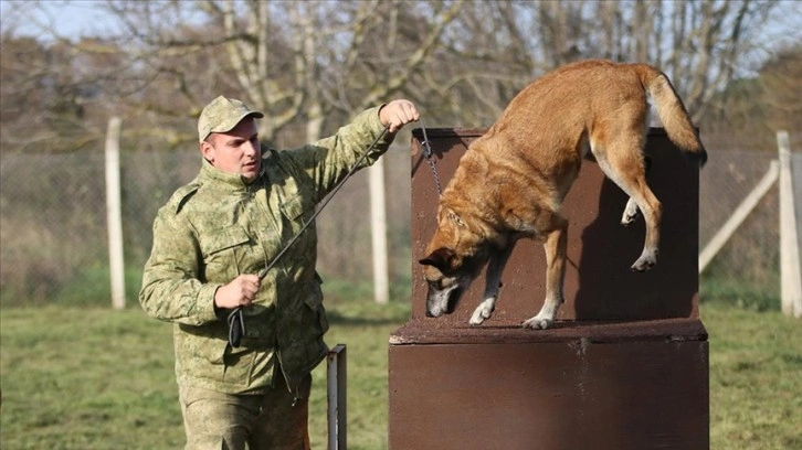 TSK'nın devriye köpekleri Mehmetçiğe destek sağlıyor