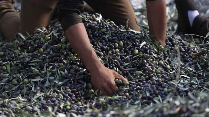 Yahudi yerleşimciler Batı Şeria'da Filistinlilerin zeytinlerini çaldı