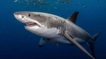 50 yaşında, köpek balığının hedefi oldu. New York'taki olayda bir kadın yaralandı