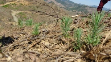 9 ton tohum serpilmişti, Adana’da yanan ormanlık alan yeşeriyor
