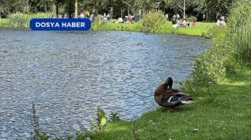 Amsterdam'ın "hiç uyumayan" parkı: Vondelpark