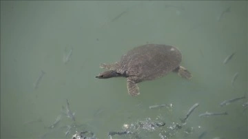 Antalya'da nesli tehlike altındaki Nil kaplumbağaları korunuyor