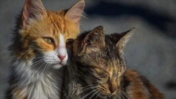 Araştırmacılar, kedilerin 276 farklı yüz ifadesi olduğunu keşfetti