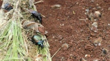 Böcekler, okul müfredatına giriyor! Biyolojik çeşitliliğin sigortası