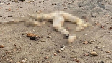 Bodrum’da sahilinde korkunç görüntü. Başı yoktu... Görenler dehşete düştü