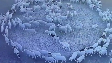 Bu koyunlar ne yapıyor? Bilim insanları bile şaştı kaldı. 12 gün boyunca dönüp durdular