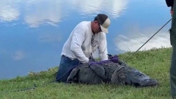 Florida'da köpeğini gezdiren kadın, timsah saldırısında hayatını kaybetti