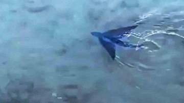 Görenler şaştı kaldı! Datça'da açıklarında uçan balık görüldü. O anlar kameraya böyle yansıdı