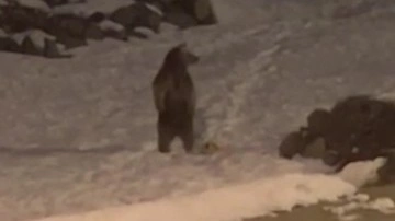 Görüntüler Kars'tan: Kış uykusundan uyanan boz ayılar yiyecek bulmak için ilçe merkezine indi