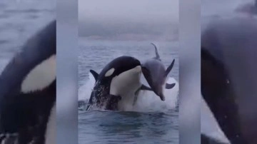 Görüntüler sosyal medyada gündem oldu: Katil balina, yunus ve foklara acımasızca böyle saldırdı