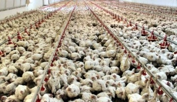 Güney Afrika'da kuş gribi, tavuk fiyatlarında artışa yol açtı