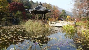 Güney Kore parkları sonbaharda yüz binlerce turisti ağırlıyor