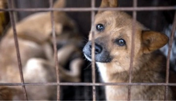 Güney Kore'de köpek etini yasaklayan tasarı meclisten geçti