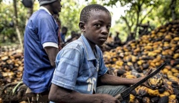 Kakao üretimindeki çocuk işçiler için yeni dava: İthalat yasaklansın
