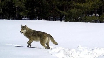 Kars'ta kurtların kış yaşamı uydu vericisiyle takip ediliyor