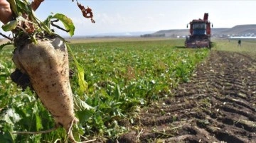 Kayseri Şeker, pancar bedelinin 4 milyar 477 milyon lirasını çiftçiye ödemeye başladı