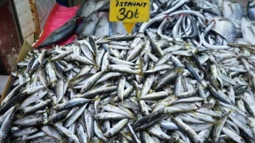 Kilosu 30 lira olan balıkların yüzüne bakan yok!