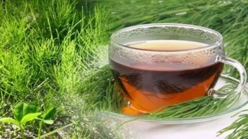 Kırkkilit faydaları nelerdir? Kırk kilit otu çayı nasıl hazırlanır?