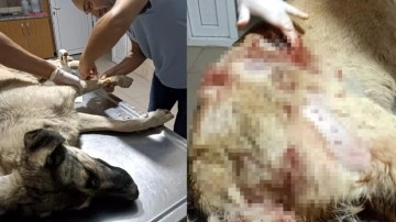 Manisa'da vahşet: Köpeğe kurşun yağdırdı