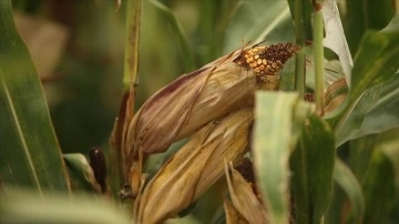 Sakarya'da geliştirilen yerli mısır tohumları ıslah süresinde sağladığı tasarrufla dikkati çeki