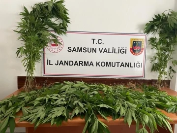 Samsun’da arazide ekili 85 kök kenevir bitkisi gele geçirildi: 1 kişi tutuklandı
