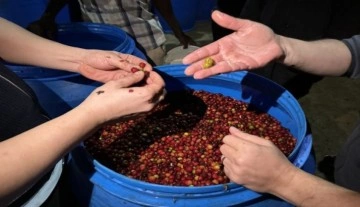 Türk iş insanları Etiyopya'da fermente kahve üretiyor