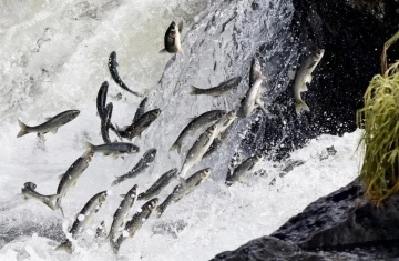 Van’da av yasağı sürecinde 110 ton inci kefali ele geçirildi
